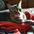 Laura Kurtz's profile image