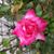 Carla Lemke's profile image