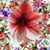 Shelly Worthen's profile image