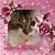 Paula Kusturin Henry's profile image