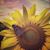 Emily Schultz's profile image