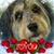 Michelle Trice's profile image