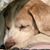 Lauren Elizabeth Arceneaux's profile image