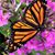 Dawn Dellemann Sprang's profile image