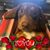 Tracy Lynn's profile image