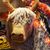 Janis Zbiegnew Morrison's profile image