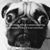 Darcy Strait's profile image