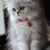 Catherine Norton's profile image