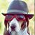 Peter Doggra's profile image