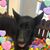 Brandy Daniel's profile image