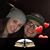 Bernice Piechalski's profile image