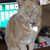 Nancy Rhoads's profile image