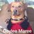 Donna Tartenaar Noakes's profile image