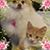 Elizabeth Birtcil's profile image