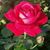 Alba Ghan's profile image