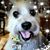 Julian Hummingbird's profile image