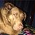 Chris Adams's profile image