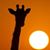 Cate Carlsen's profile image