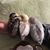 Anna Teresa Bilucaglia-Gosselin's profile image