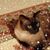 Kristin Degenhardt's profile image