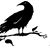Sally Stoops's profile image