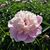Terri Pitner-Earle's profile image