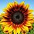 Lindsey Morton's profile image