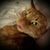 Sharon Griffin's profile image