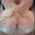 Dee Apuzzo's profile image