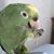 Ivan Ruco's profile image
