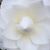Anne Wiley's profile image