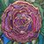 Rebecca F. Lubbers's profile image