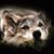 Nicole King's profile image