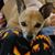 Diane Coloske Mikuski's profile image