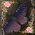 Amy Liesse's profile image
