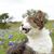 Ranchera V. Star's profile image
