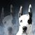 Shari Skory's profile image