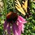 Karen Papalia Martin's profile image