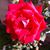 Grace Hdez's profile image