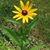 Jennifer Ramsdell-Gerke's profile image