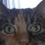 Shelley Sweeney Johnson's profile image