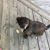 Carolyn Keeney Stotelmyer's profile image