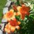 Irene Samuels's profile image