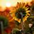 Star Ferraz's profile image