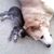 Carla Chisholm's profile image