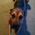 Traci Dilello's profile image