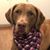 Dani Fischer Lawson's profile image