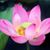 Lemtina Lotus's profile image