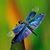Jennifer Crumbliss's profile image