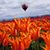 Sheila Carew's profile image
